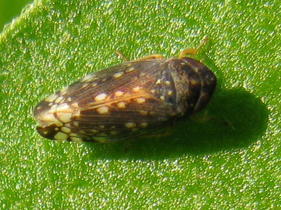 cicadellide....Neoaliturus cfr. fenestratus dalla Campania